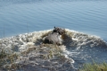 Baby hippo moving off 2 